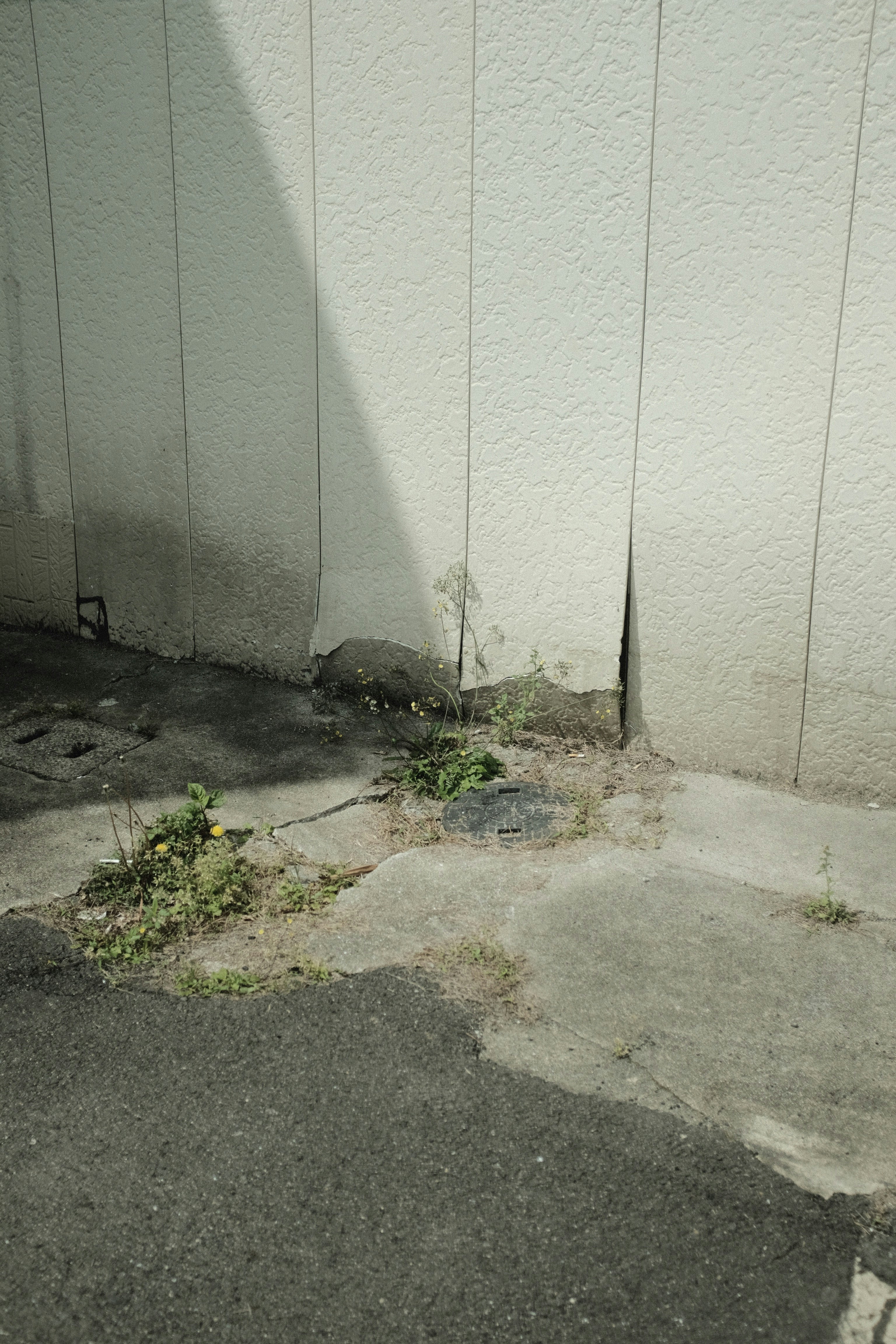 green plant on gray concrete floor
